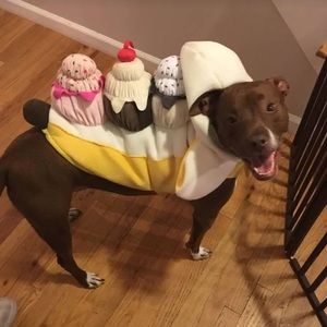 Halloween costume for dog